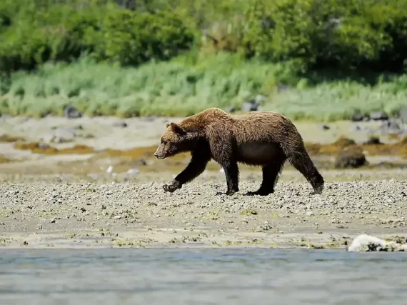ALASKA-CRUISES-ponant-bear-image