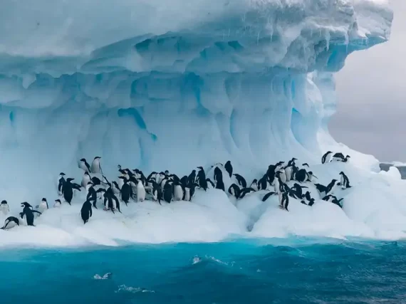 ANTARCTICAS-EXTREME-SOUTH-CRUISE-DEALS-image