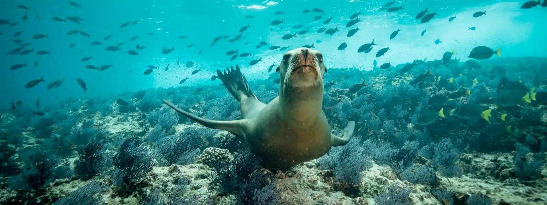 SEA-OF-CORTEZ-CRUISE-DEALS-slider