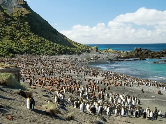 SUB-ANTARCTIC-ISLANDS-CRUISE-DEALS-box-image
