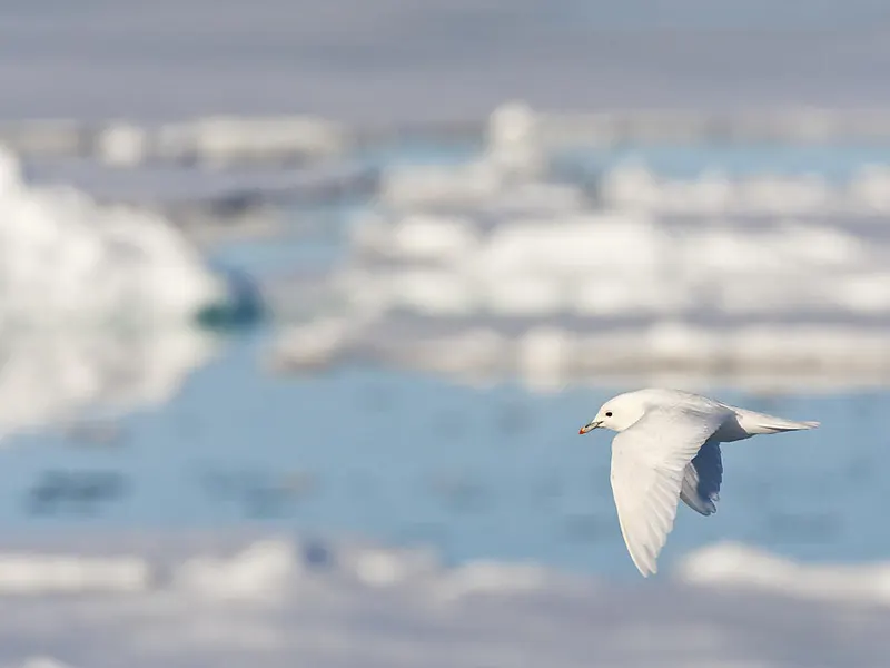 NORTHWEST-PASSAGE-CRUISE-deal-ponant-image-box