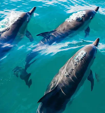 Madeira dolphins Ponant cruises
