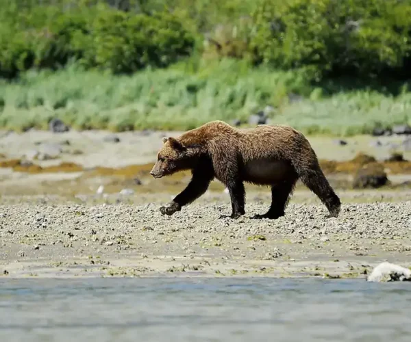 PONANT ALASKA CRUISE DEALS
