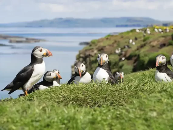 PONANT IRELABND SCOTLAND ENGLAND CRUISE DEALS image
