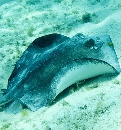 Tobago Cays Caribbean Ponant
