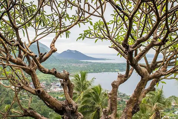 NEW CALEDONIA to NOUMEA view through frangipani tree