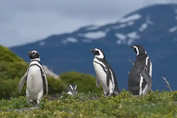PONANT Falkands three penguins