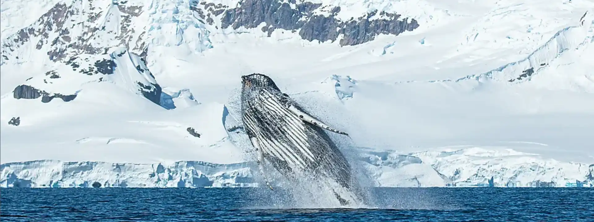 SOUTHERN ADVENTURE Ponant Antarctic cruise deal slider
