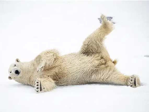 ARCTIC CRUISES Polar Bear Ponant