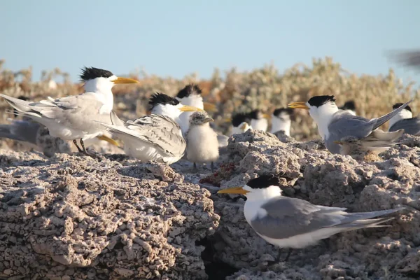 Abrolhos Islands marine park