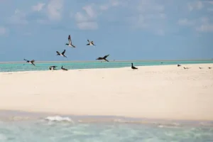 lapecedes-birds-blog
