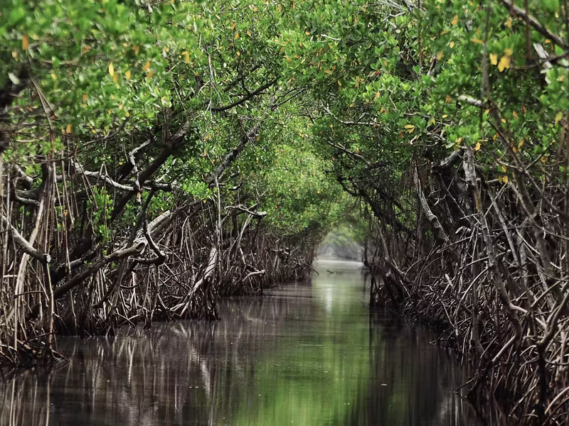 BIAGGOS cruise mangrove view