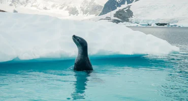 ANTARCTICA AWAITS Latest 2026 - 2028 Ponant Cruise Deals