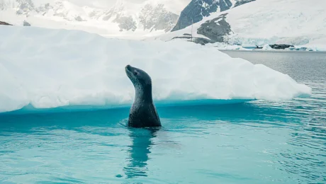 ANTARCTICA AWAITS Latest 2026 - 2028 Ponant Cruise Deals