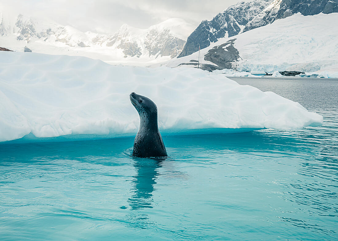 JOURNEY TO AUSTRAL ISLANDS seal in water