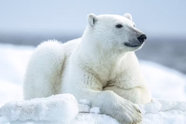 BEST SHIP PONANT BY DESTINATION-PONANT Polar-Bear-resting
