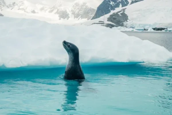 CHOOSING A PONANT CRUISE DESTINATION-PONANT Seal