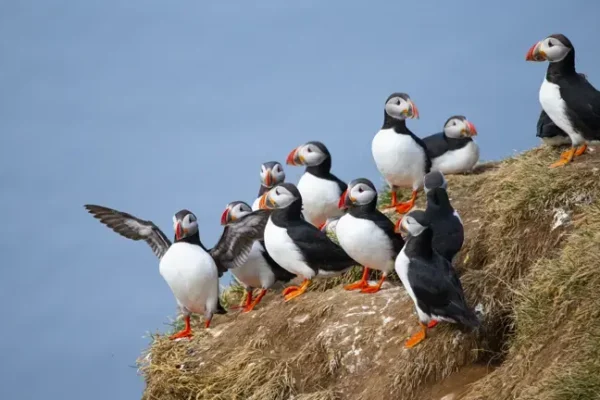 CHOOSING A PONANT CRUISE EXPERIENCE Penguins in Heimaey