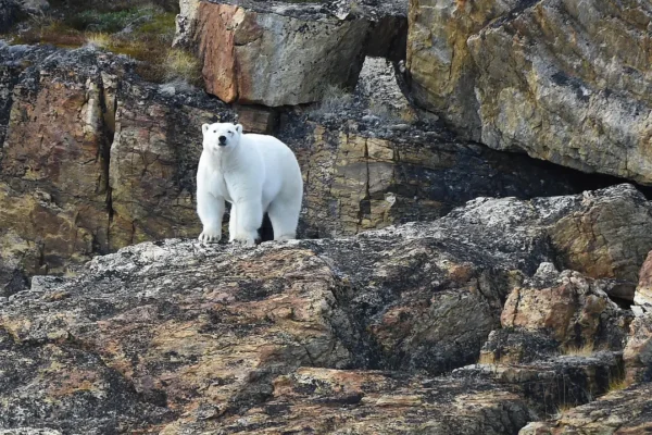 DESTINATION COMPARISONS - Polar bear