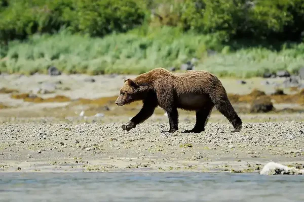 KIMBERLEY VS ALASKA-PONANT ALASKA bear