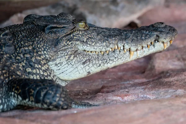 LE JACQUES CARTIER CRUISE PONANT-Kimberly-crocodile