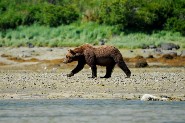 PONANT PHOTOGRAPHY CRUISES-Bear