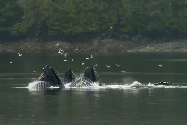 PONANT PHOTOGRAPHY CRUISES-Humpback Whales