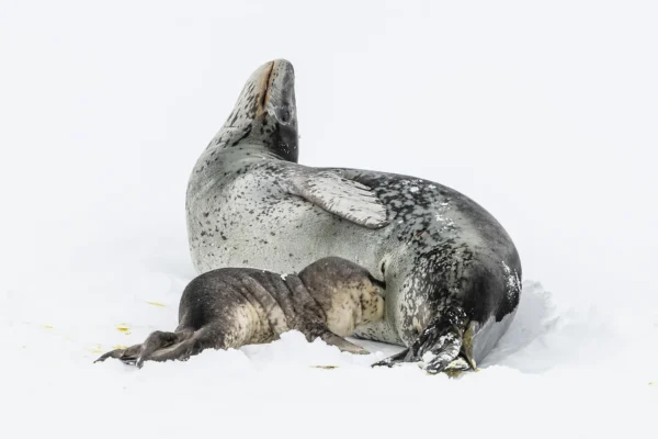 PONANT PHOTOGRAPHY CRUISES-Leopard Seal Nursing