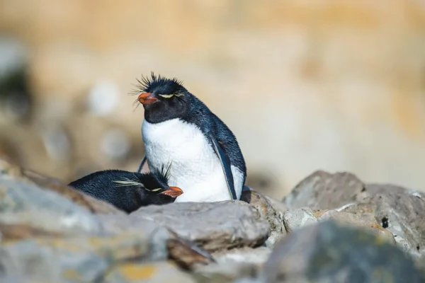 PONANT SOLO TRAVEL CRUISES-Rockhopper Penguin