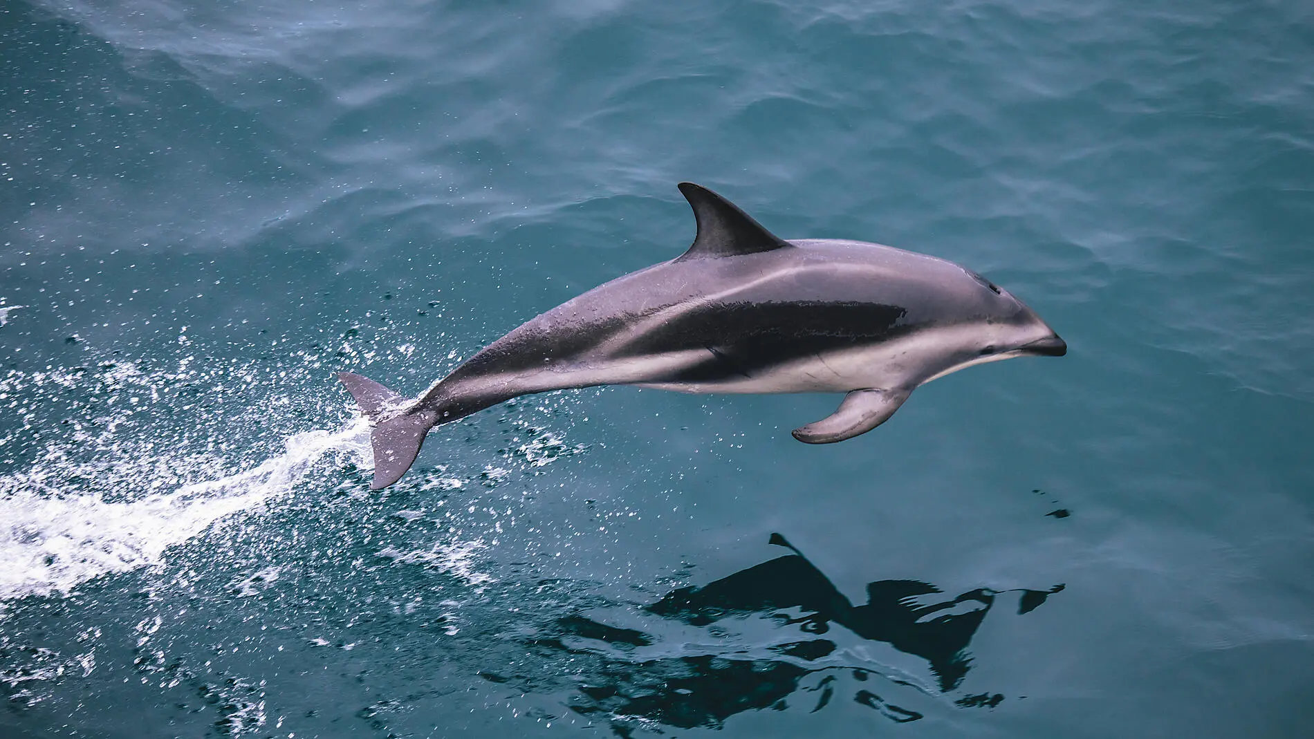 PONANT Wildlife Cruises-Dolphin