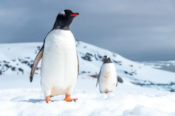 PONANT Wildlife Cruises-Gentoo Penguin