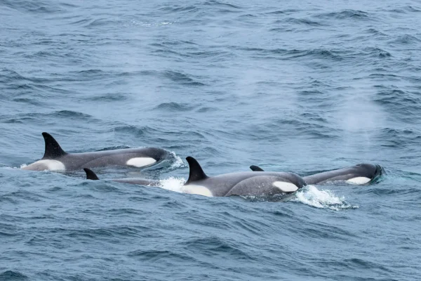 PONANT Wildlife Cruises-Orca