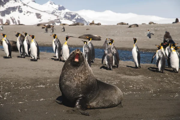 PONANT Wildlife Cruises-King Penguins and Sea Lion