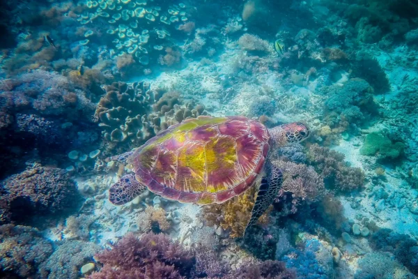 PONANT Wildlife Cruises-Sea Turtle