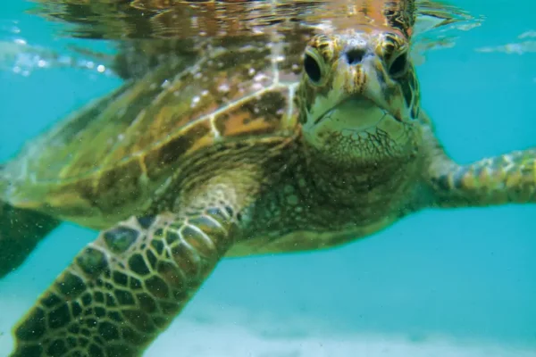 PONANT Wildlife Cruises-Sea Turtle Up close