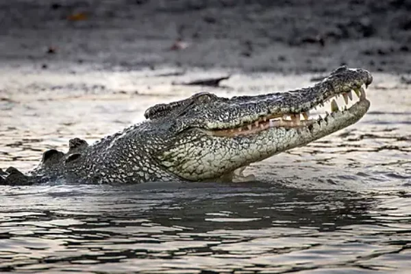 AUSTRALIA CRUISES-PONANT-Darwin-saltwater crocodiles