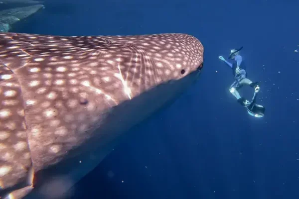 AUSTRALIA CRUISES-PONANT-Diving with whale sharks at Ningaloo Coast