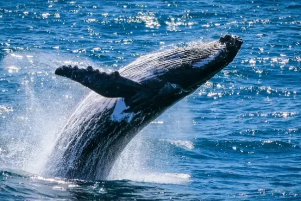 BEST PONANT ITINERARY- Whale Watching