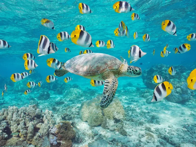 FIJI, TONGA, COOK ISLANDS AND SOCIETY ISLANDS PONANT CRUISE DEAL 2027- sea turtles and fish