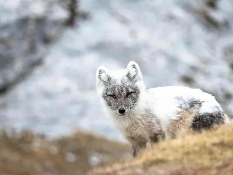 Arctic Fjords and glaciers of Spitsbergen PONANT solo_cruise_deal 2027 & 2028_wildlife_arctic_fox