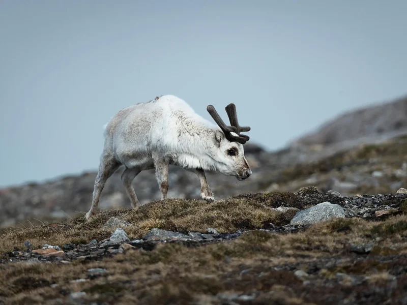 Arctic Fjords and glaciers of Spitsbergen PONANT solo_cruise_deal_wildlife_Svalbard reindeer