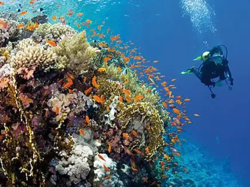 MARQUESAS THE TUAMOTUS & SOCIETY ISLANDS CRUISE DEALS-PONANT Diving