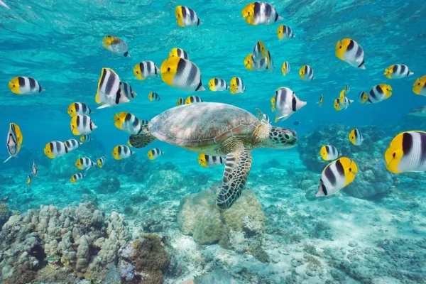 MARQUESAS THE TUAMOTUS & SOCIETY ISLANDS CRUISE DEALS-PONANT sea turtles and fish