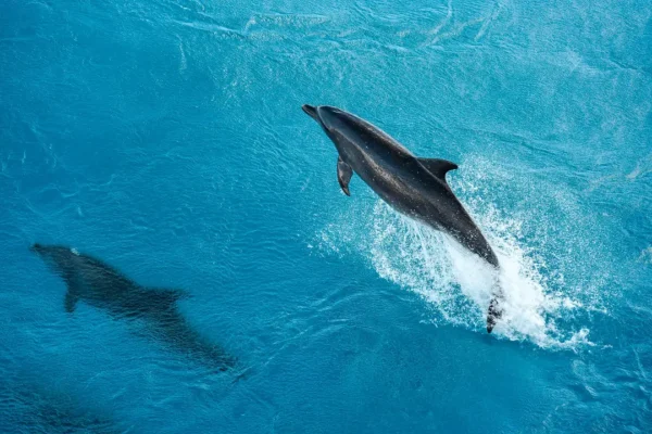 MARQUESAS TUAMOTUS & SOCIETY ISLANDS CRUISE DEALS 2027-2028-Dolphin