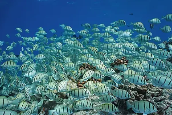 MARQUESAS TUAMOTUS & SOCIETY ISLANDS CRUISE DEALS 2027-2028-Rangiroa, Tuamotu Islands