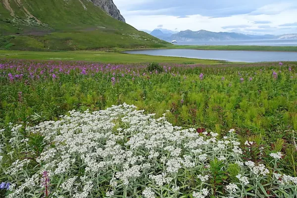PONANT-Chankliut Island-Alaska