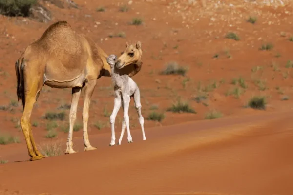 PONANT GRAND VOYAGES-Camel