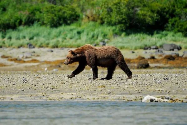 PONANT-Geographic Harbor-Alaska