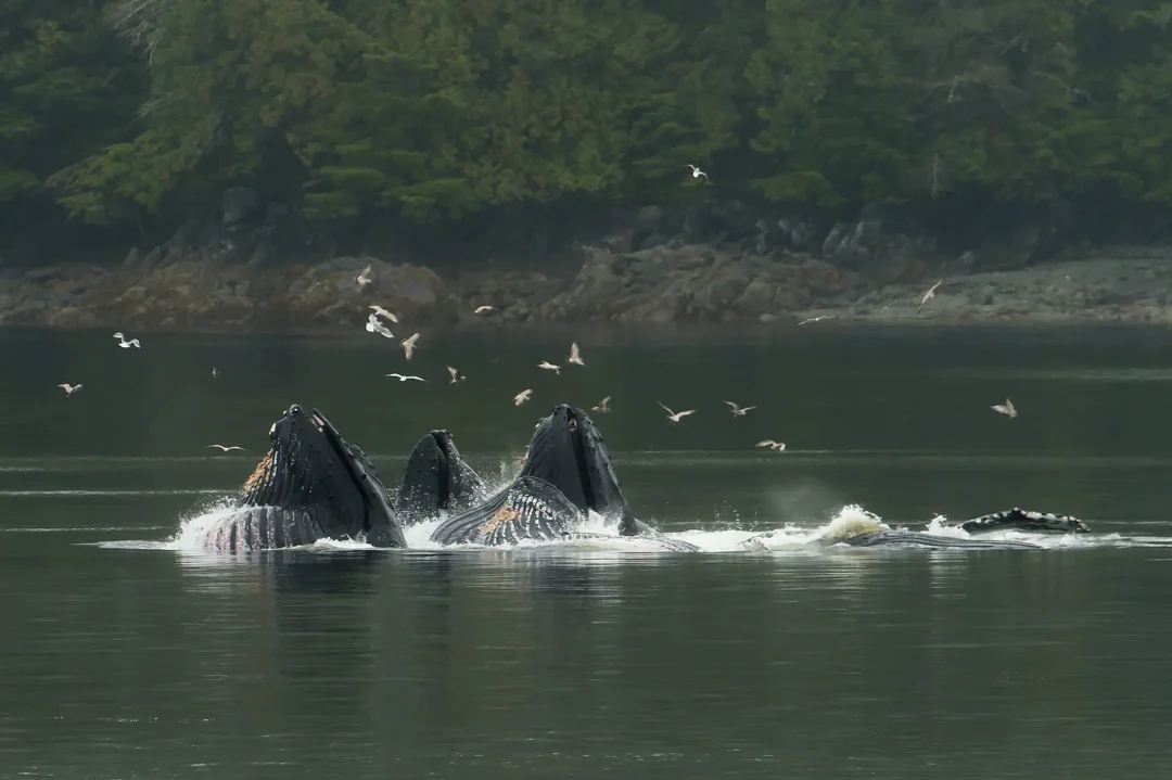 PONANT-Gulf of Alaska
