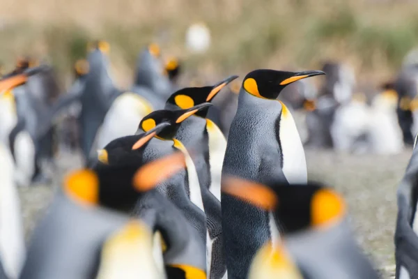 PONANT Shore Excursions Guide-Wild King Penguins